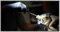 Some 40% of nesting turtles have the virus.