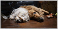 People claim that dogs are there for their family even when no one else is around. 
