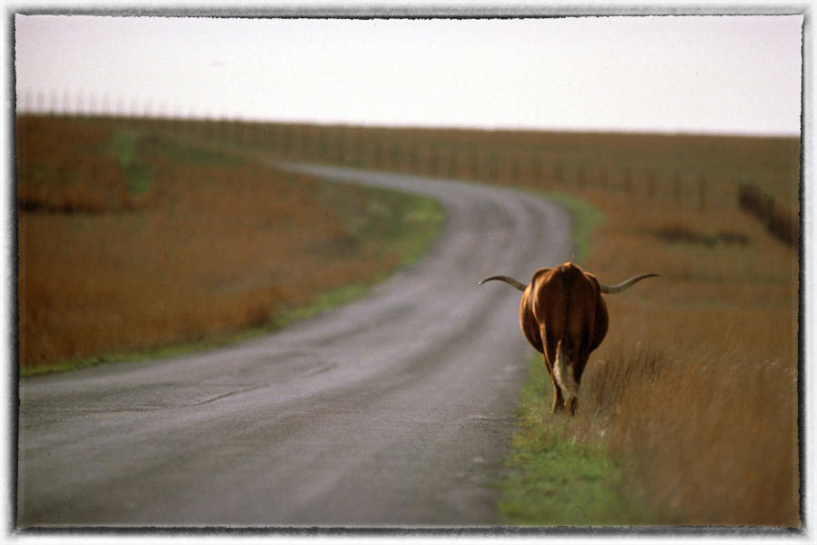 A long horn steer roams the Wichita Mountain (Oklahoma) Wildlife Refuge.  : Wildlife portraits : Oklahoma City Editorial and Documentary Photographer 