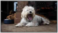 Research has found that 85% of the owners claim interaction with dogs reduces loneliness and can help people live longer. 