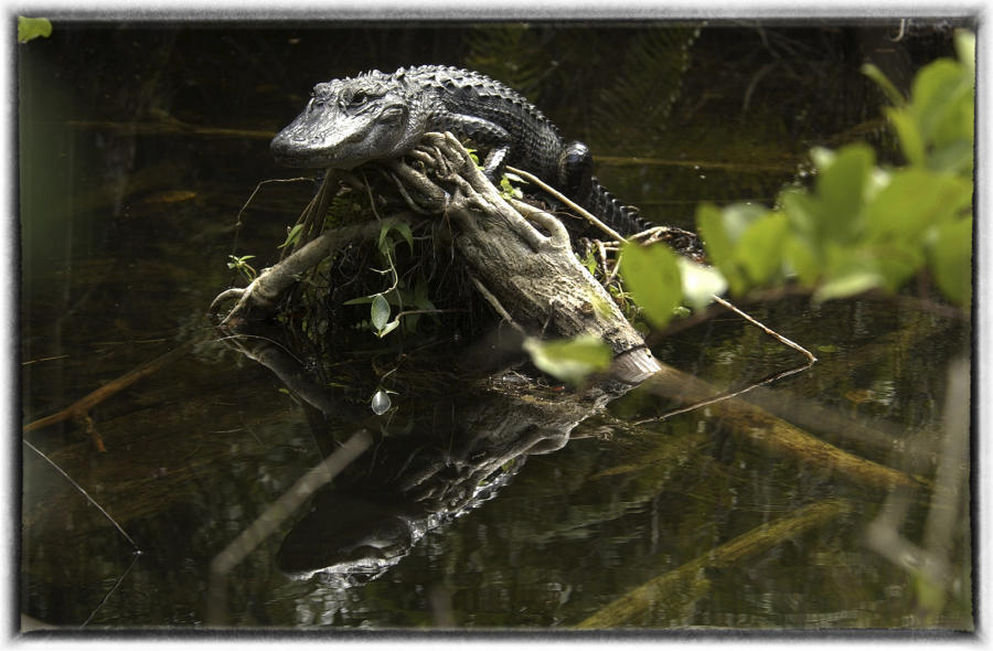 Alligators can go six months a year without eating. : Wildlife portraits : Oklahoma City Editorial and Documentary Photographer 