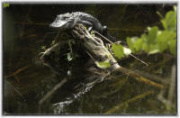 Alligators can go six months a year without eating.