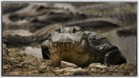 Alligators at one point were considered almost extinct. 