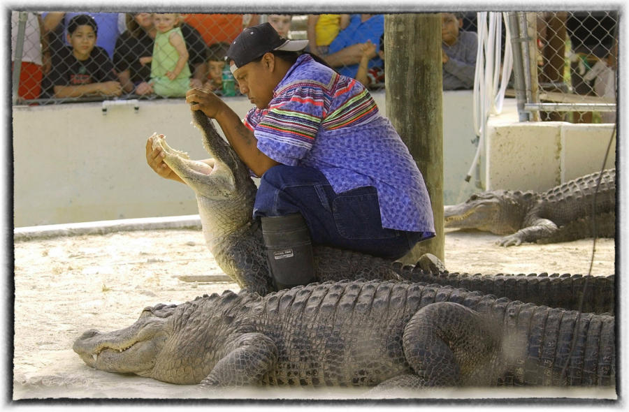 Alligator wrestling started as hunting expeditions by Native Americans in the Florida Everglades.  : Wildlife portraits : Oklahoma City Editorial and Documentary Photographer 
