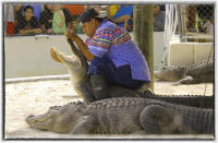 Alligator wrestling started as hunting expeditions by Native Americans in the Florida Everglades. 