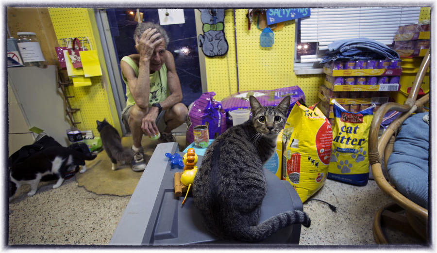 Some experts believe that feral and outdoor cats kill 2.4 billion birds each year, in addition to 12.3 billion rodents killed by the cats. : Wildlife Encounters & Sightings : Oklahoma City Editorial and Documentary Photographer 