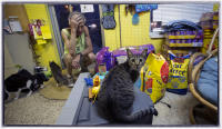Some experts believe that feral and outdoor cats kill 2.4 billion birds each year, in addition to 12.3 billion rodents killed by the cats.