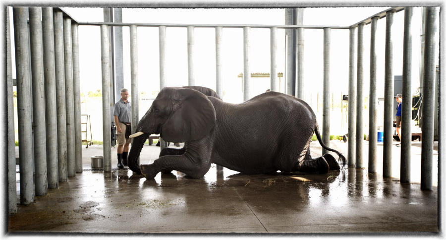 Officials check the progress of an elephant doing a rehab stay.  : Wildlife portraits : Oklahoma City Editorial and Documentary Photographer 