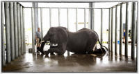 Officials check the progress of an elephant doing a rehab stay. 
