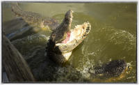 Alligators watch from above the water but they listen and feel the vibrations of prey from beneath the water. 