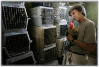 A volunteer checks a free range chicken in Key West, Florida. The birds have been long a problem. 