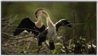 Anhinga feeds her chicks.