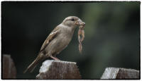 After catching a frog, a house sparrow waits to feed its chicks.