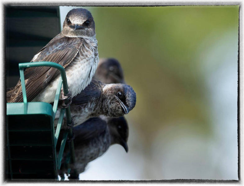 Purple Martin. : Birding : Oklahoma City Editorial and Documentary Photographer 