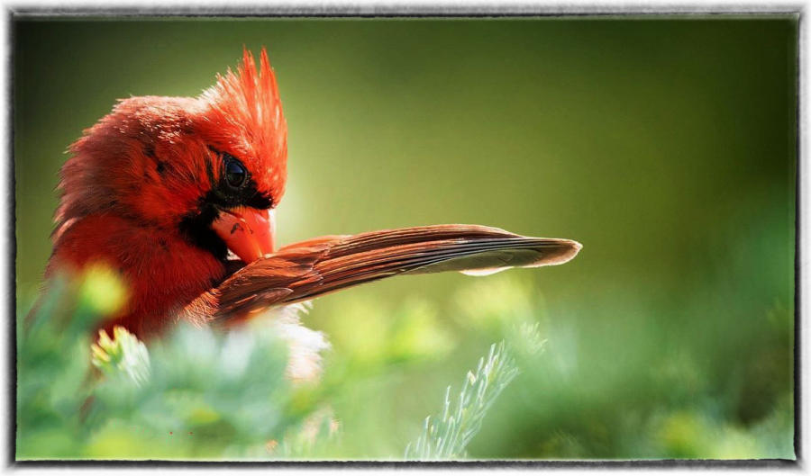 Male Cardinal. : Birding : Oklahoma City Editorial and Documentary Photographer 