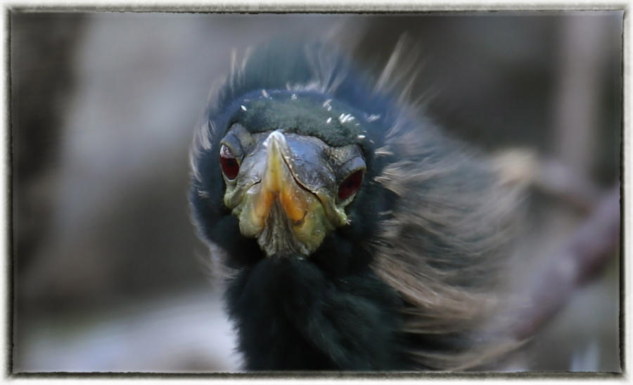Anhinga shaking water from feathers. : Birding : Oklahoma City Editorial and Documentary Photographer 