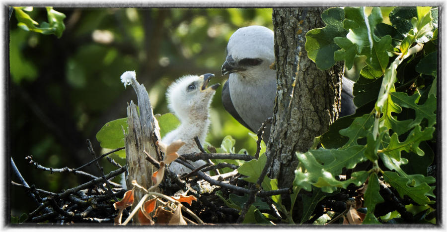 Kite feeding chick : Birding : Oklahoma City Editorial and Documentary Photographer 