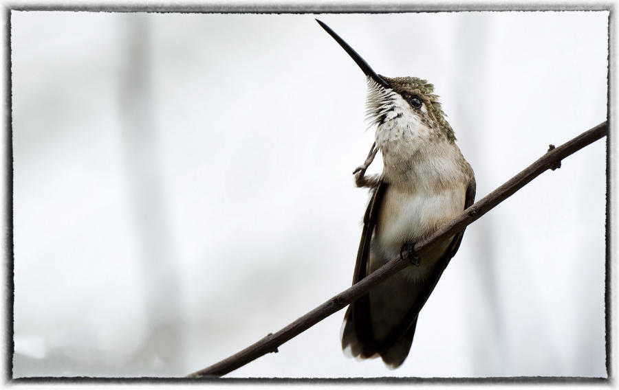 Hummingbird : Birding - small images of beauty : Oklahoma City Documentary Photographer 