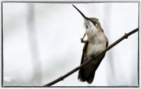 Hummingbird