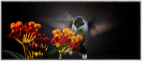 Hummingbird feeding on milkweed plant