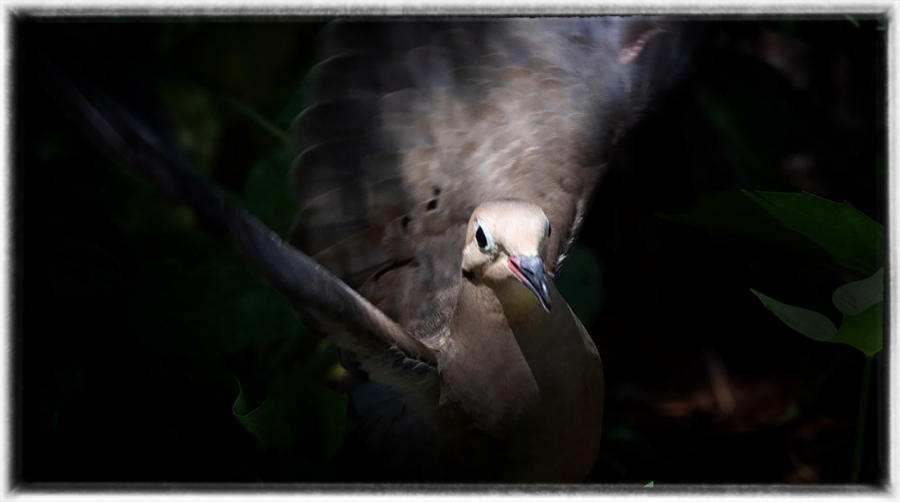 Dove sunning : Birding : Oklahoma City Editorial and Documentary Photographer 