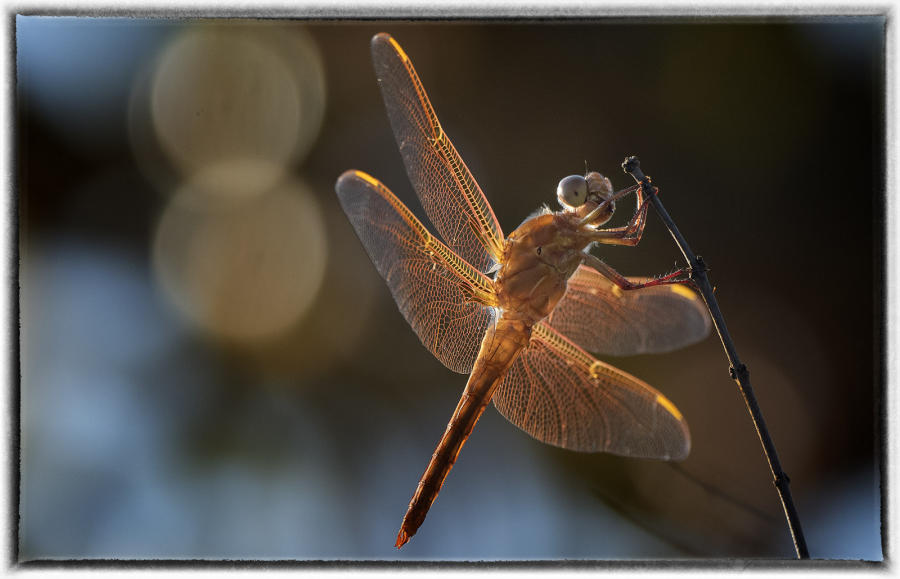 Dragon fly : Wildlife portraits : Oklahoma City Editorial and Documentary Photographer 