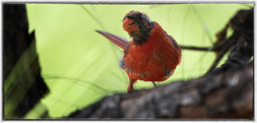Male Cardinal. : Birding : Oklahoma City Editorial and Documentary Photographer 