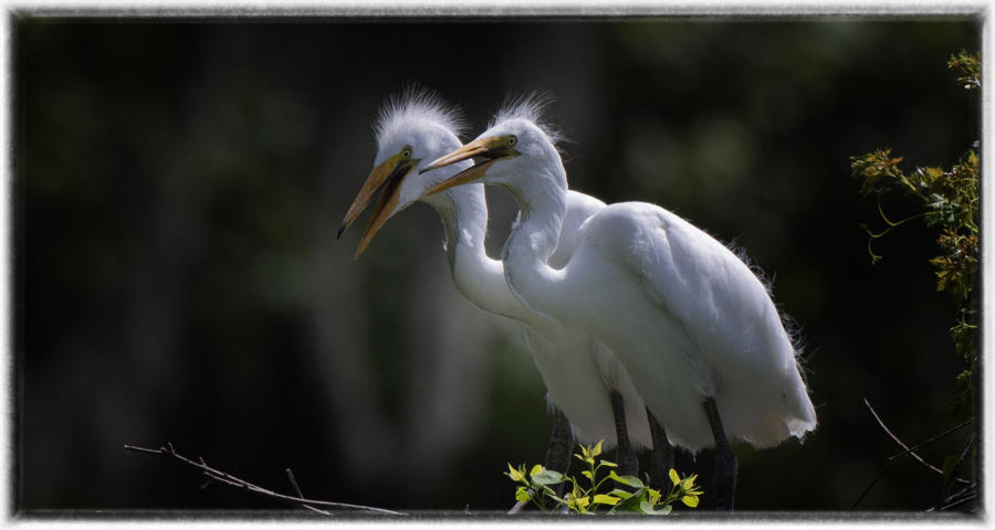 Egrets : Birding - small images of beauty : Oklahoma City Documentary Photographer 