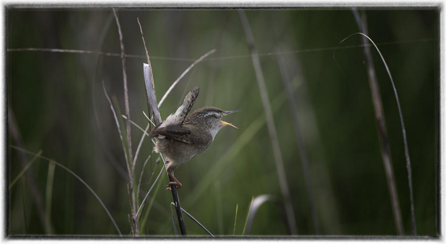Marsh wren : Birding : Oklahoma City Editorial and Documentary Photographer 