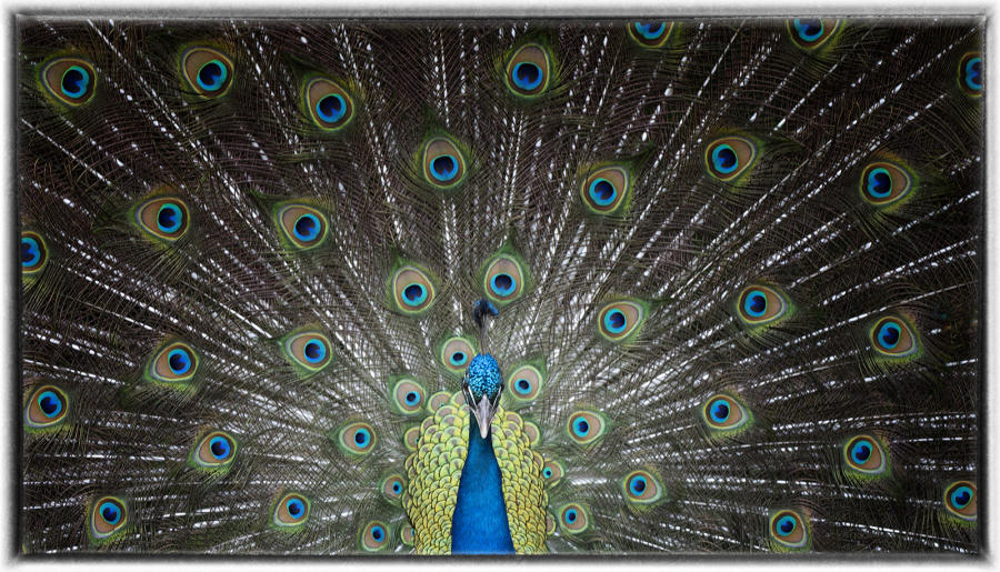 Peacock : Birding : Oklahoma City Editorial and Documentary Photographer 