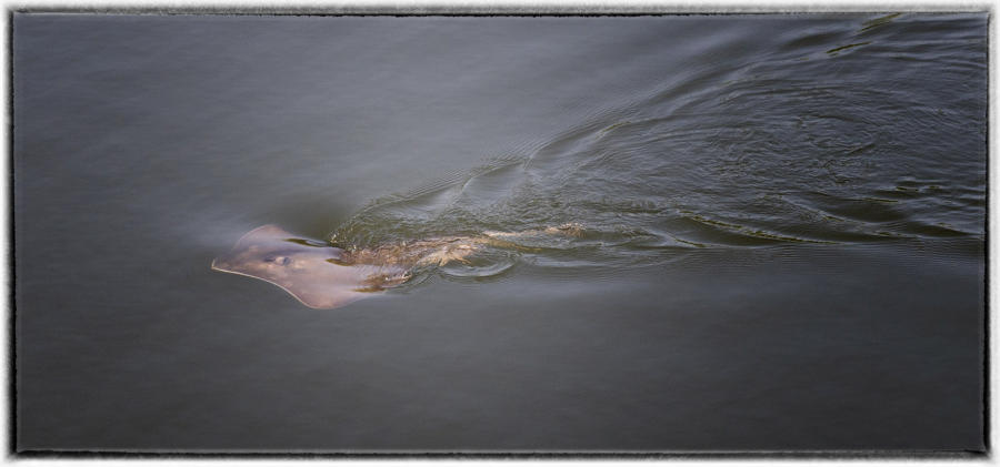 A sting ray swims through a South Carolina canal. : Wildlife Encounters & Sightings : Oklahoma City Editorial and Documentary Photographer 