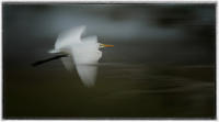 Egret.