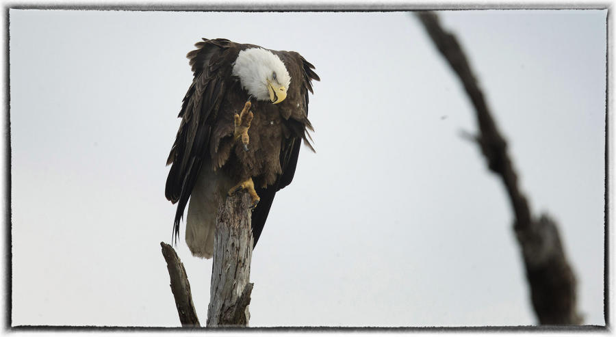Eagle. : Birding : Oklahoma City Editorial and Documentary Photographer 