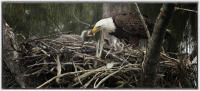 Eagle feeding chick.
