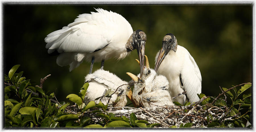 Wood stork. : Birding : Oklahoma City Editorial and Documentary Photographer 