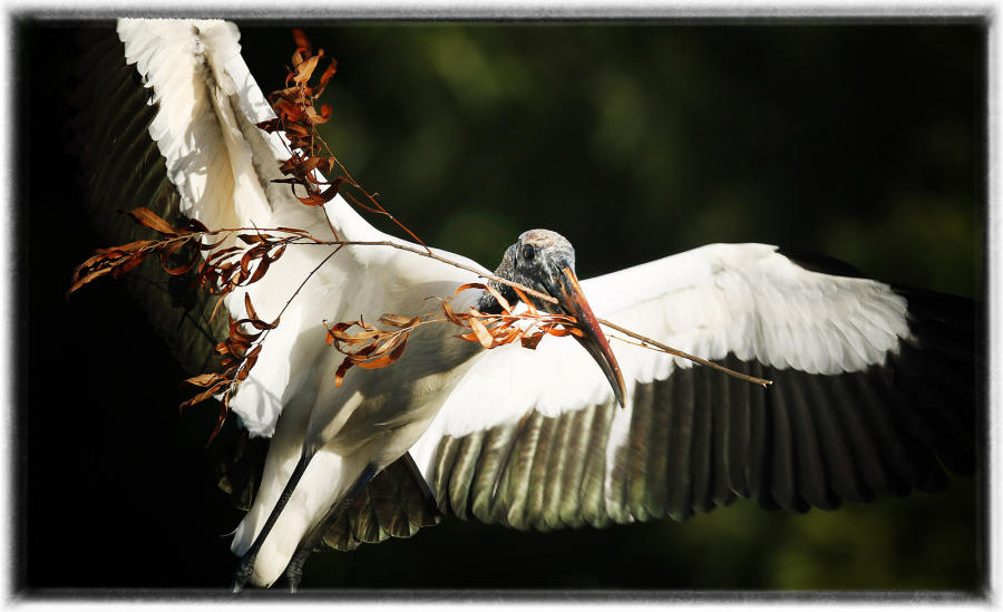 Wood stork.  : Birding - small images of beauty : Oklahoma City Documentary Photographer 