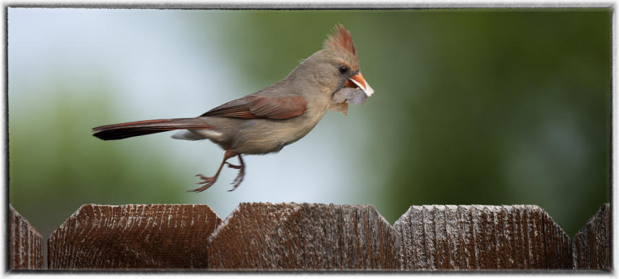 Cardinal. : Birding : Oklahoma City Editorial and Documentary Photographer 