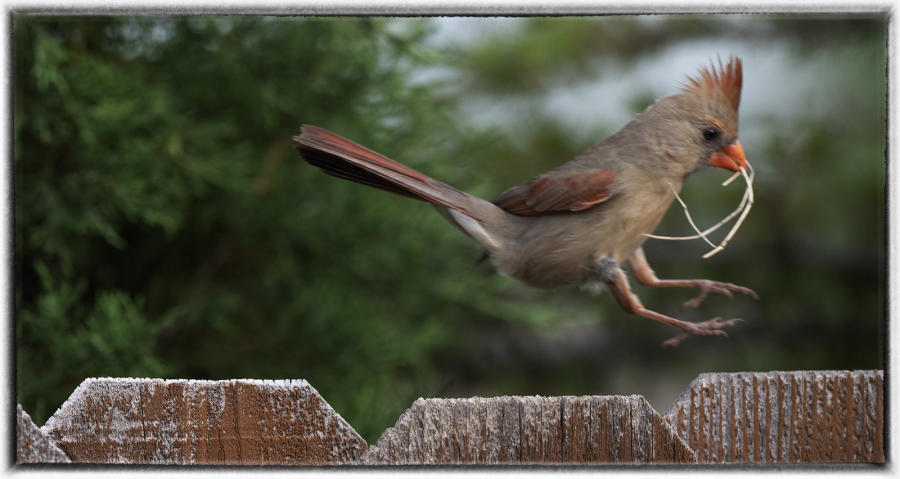 Cardinal. : Birding - small images of beauty : Oklahoma City Documentary Photographer 