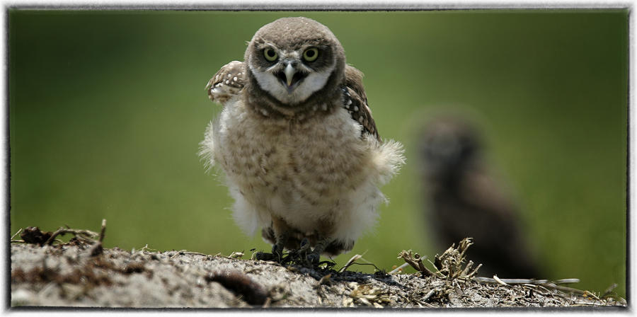 Burrowing owl. : Birding : Oklahoma City Editorial and Documentary Photographer 