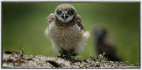 Burrowing owl.