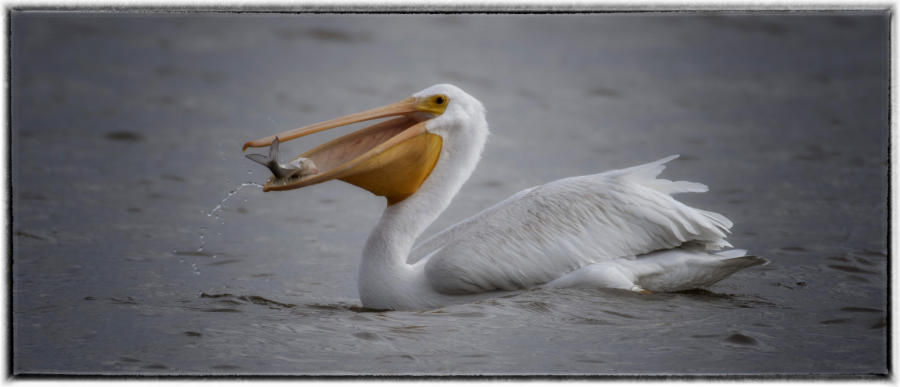 Pelican fishing. : Birding : Oklahoma City Editorial and Documentary Photographer 