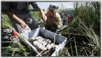 Two percent of eggs in a nest (in the wild) survive after hatching.