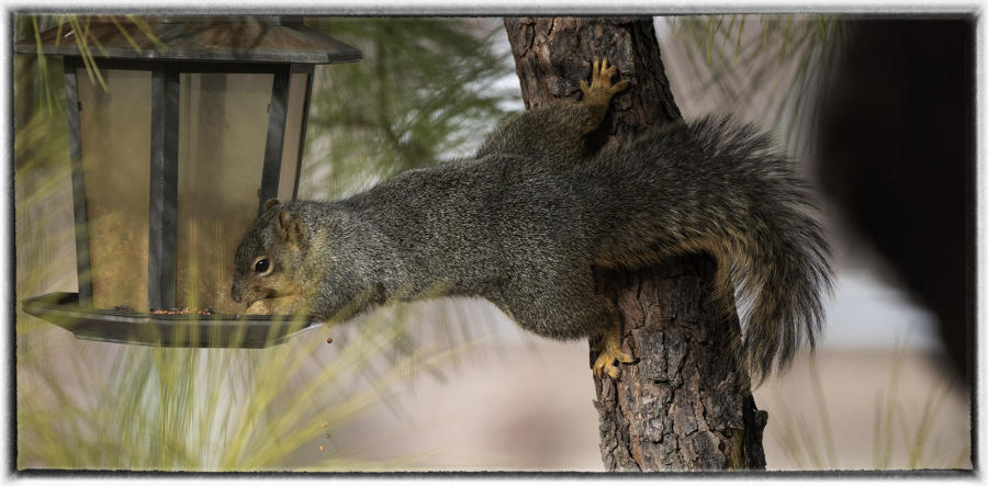 Oklahoma squirrel reaching for winter food. : Wildlife Encounters & Sightings : Oklahoma City Editorial and Documentary Photographer 