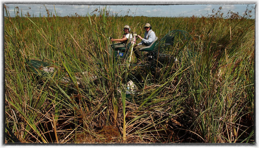 The annual alligator egg hunts are no easy task. The air team spots gator nests and directs the  airboats crews so they can go collect the eggs.  The eggs are neatly marked at the top so that they are not turned. If the egg is slightly turned, then the embryo will drown and die inside the egg. : Animals - life in the wild  : Oklahoma City Documentary Photographer 