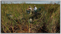 The annual alligator egg hunts are no easy task. The air team spots gator nests and directs the  airboats crews so they can go collect the eggs.  The eggs are neatly marked at the top so that they are not turned. If the egg is slightly turned, then the embryo will drown and die inside the egg.