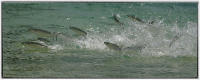 Fish run.