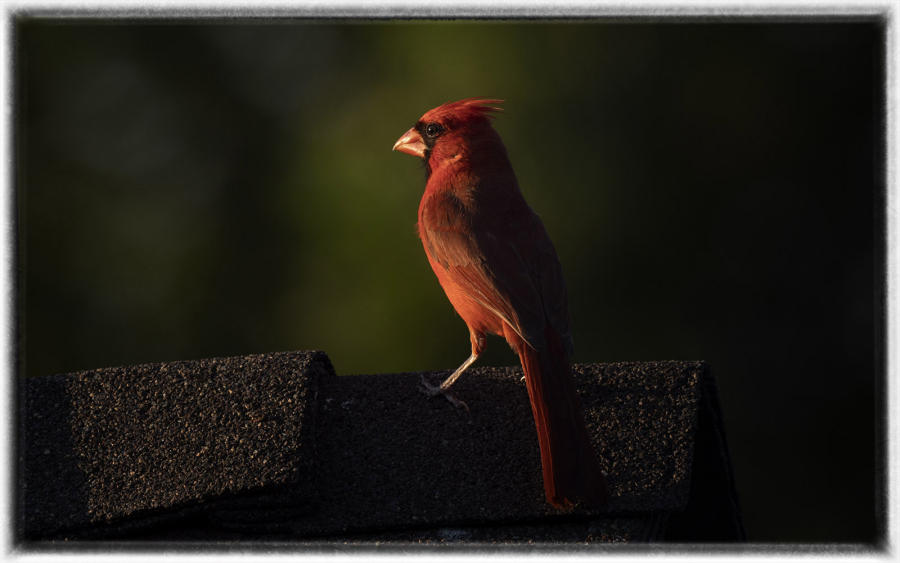 Northern cardinal : Birding : Oklahoma City Editorial and Documentary Photographer 