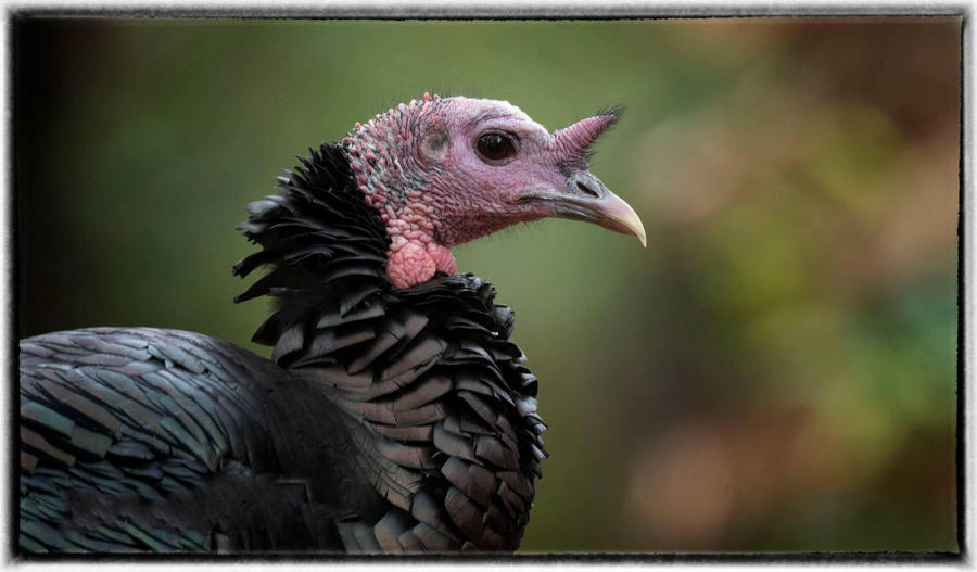 Turkey : Birding : Oklahoma City Editorial and Documentary Photographer 