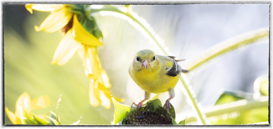 Goldfinch : Birding : Oklahoma City Editorial and Documentary Photographer 
