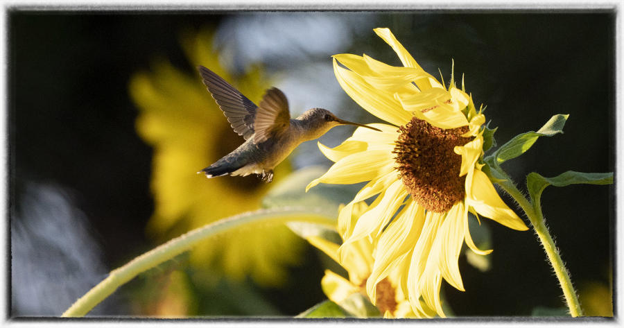 A humming bird feeding on a sunflower. : Birding : Oklahoma City Editorial and Documentary Photographer 